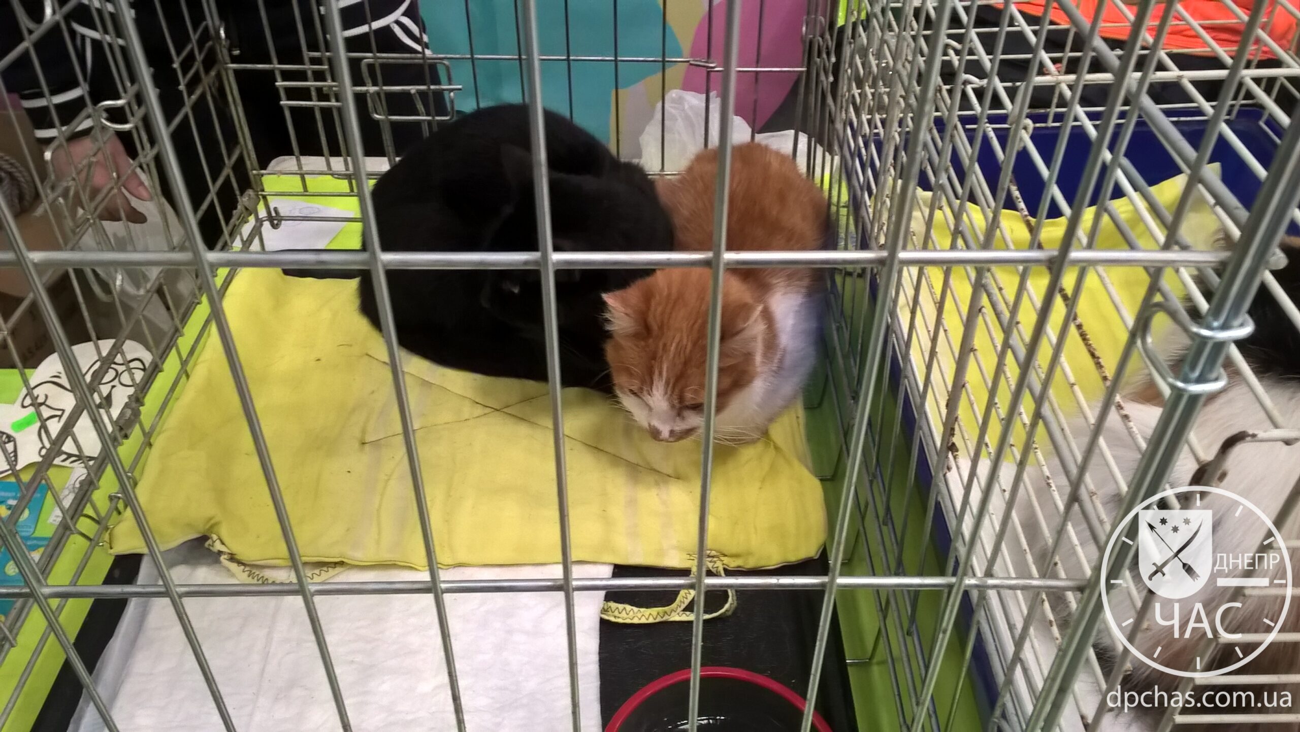 5a7eefc85eba9_wp_20180210_13_46_32_pro