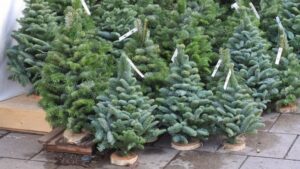 5c0bea7aa9285385263702