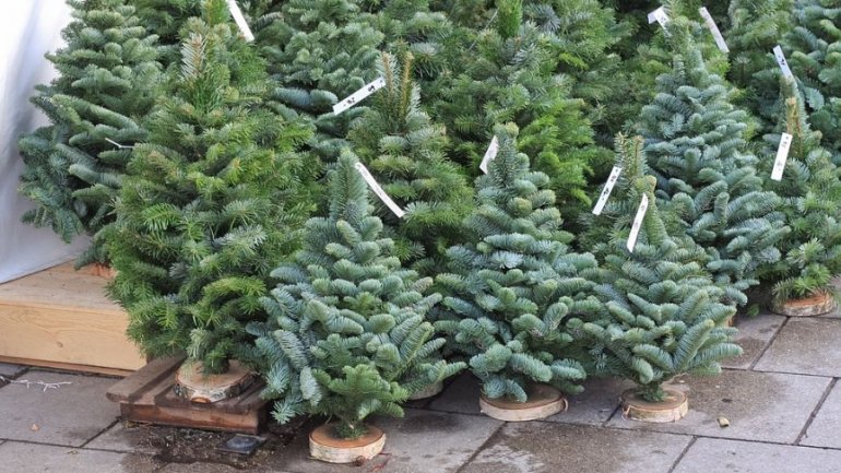 5c0bea7aa9285385263702