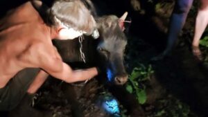 Спасатели освободили корову, упавшую в колодец (Видео)