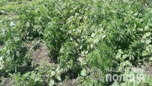 По Днепром правоохранители обнаружили плантацию конопли (Фото)