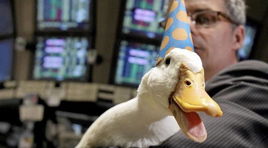 Селезень-звезда по имени Старр затеял пьяную драку в пабе