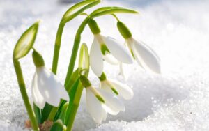 первоцветы, фото из открытых источников