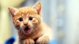 Олимпиада для котят