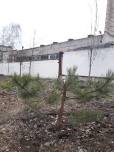 На Днепропетровщине вандалы срубили елки возле жилых домов (фото)