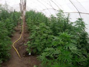 фото управления, конопляная теплица
