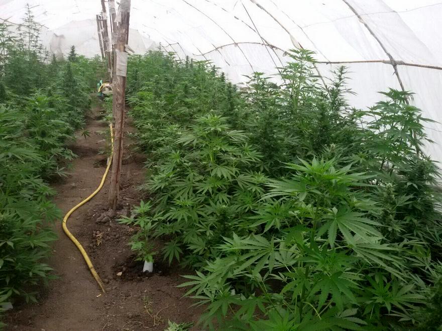 фото управления, конопляная теплица