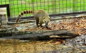 передвижной зоопарк