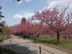 сакура в ДИИТе