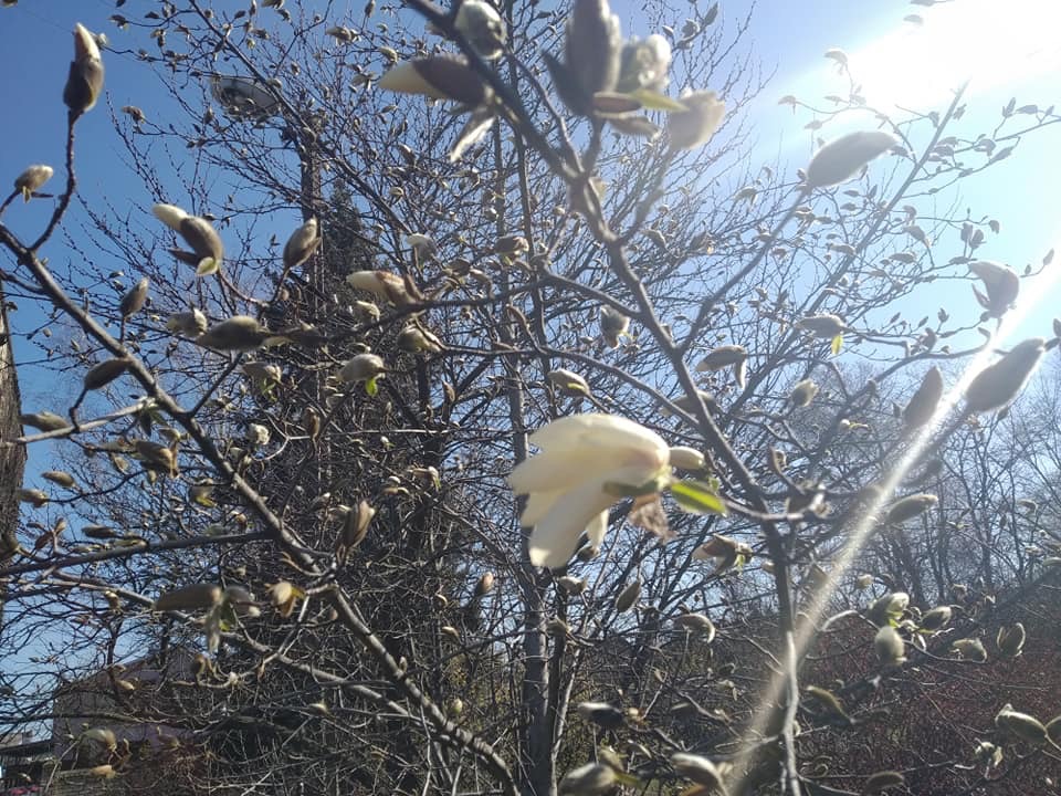 Магнолия