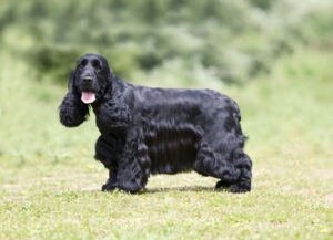 кокер спаниель