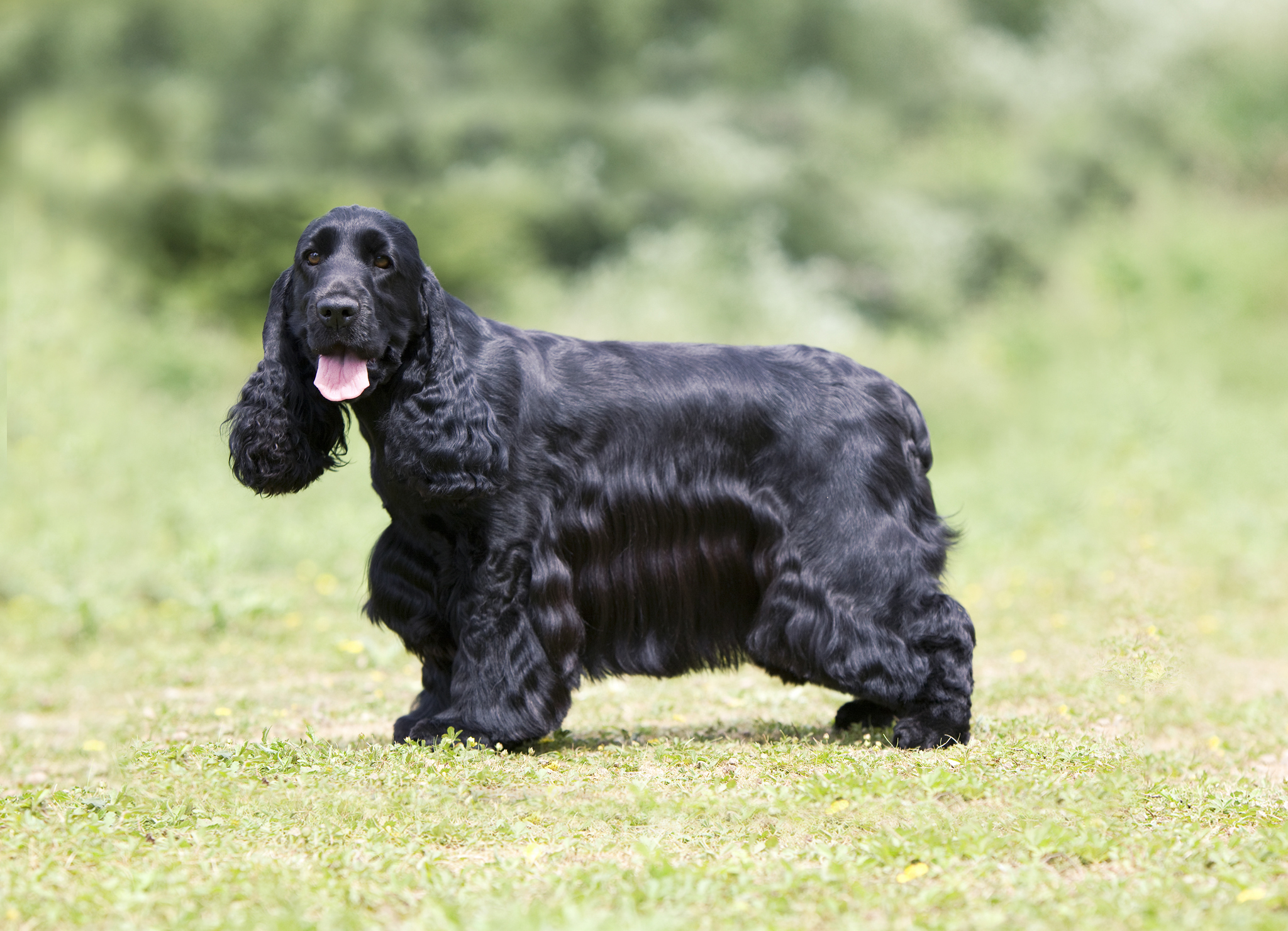 кокер спаниель