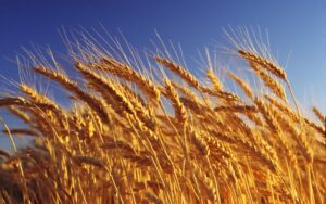 Украина поставила антирекорд по поставкам продукции в ЕС