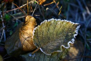 autumn-2734995_960_720