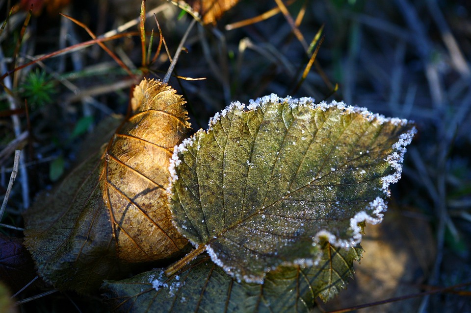 autumn-2734995_960_720