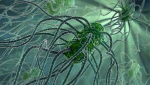 сальмонелла, фото из открытых источников