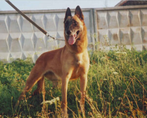 belgian-shepherd