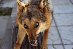 beshenstvo_0