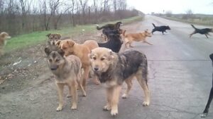 В Днепре за два года количество бездомных собак сократилось вдвое