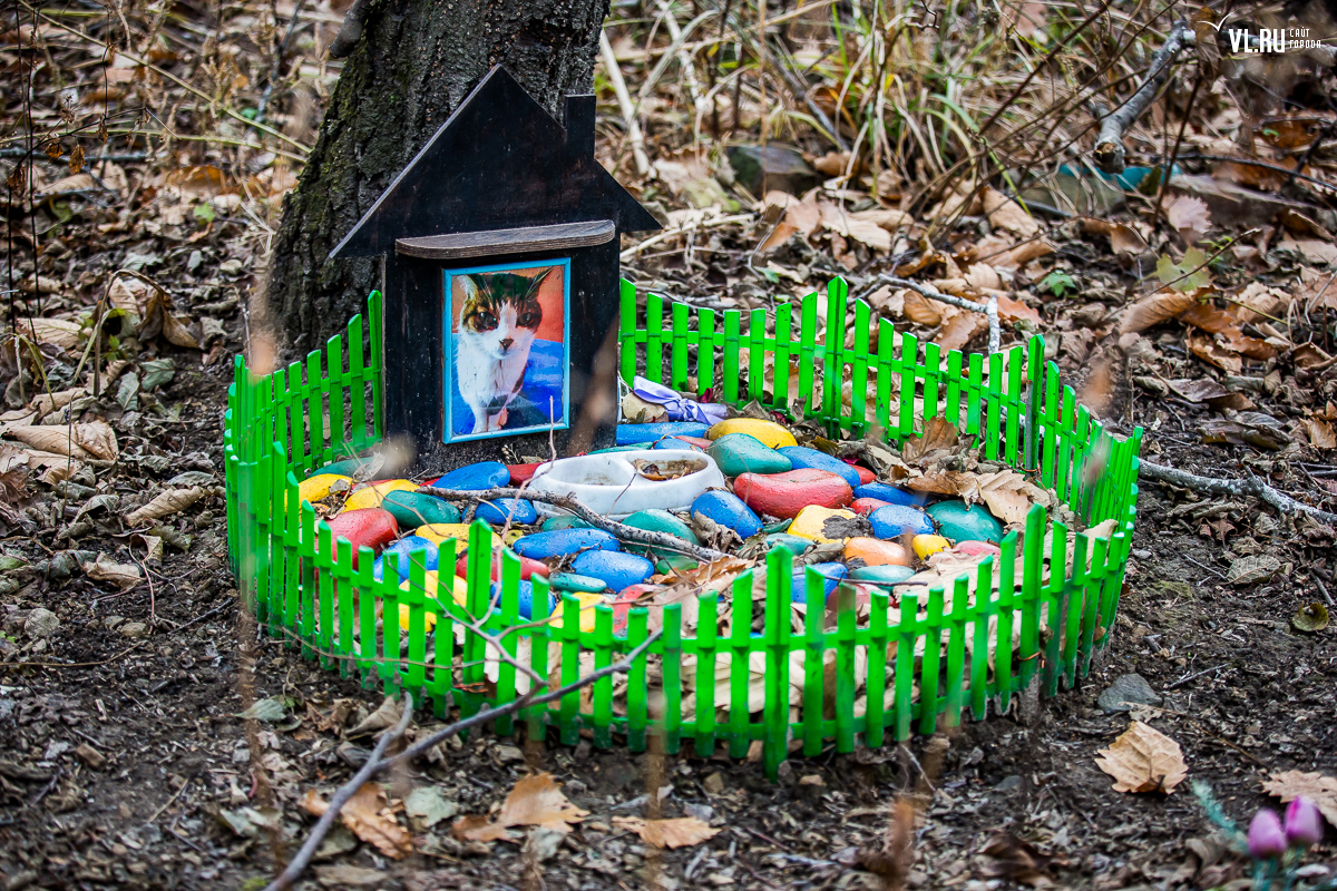 кладбище животных