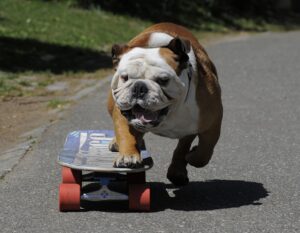 bkldog