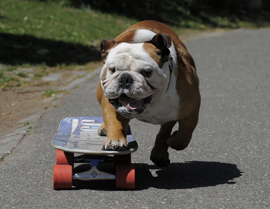 bkldog