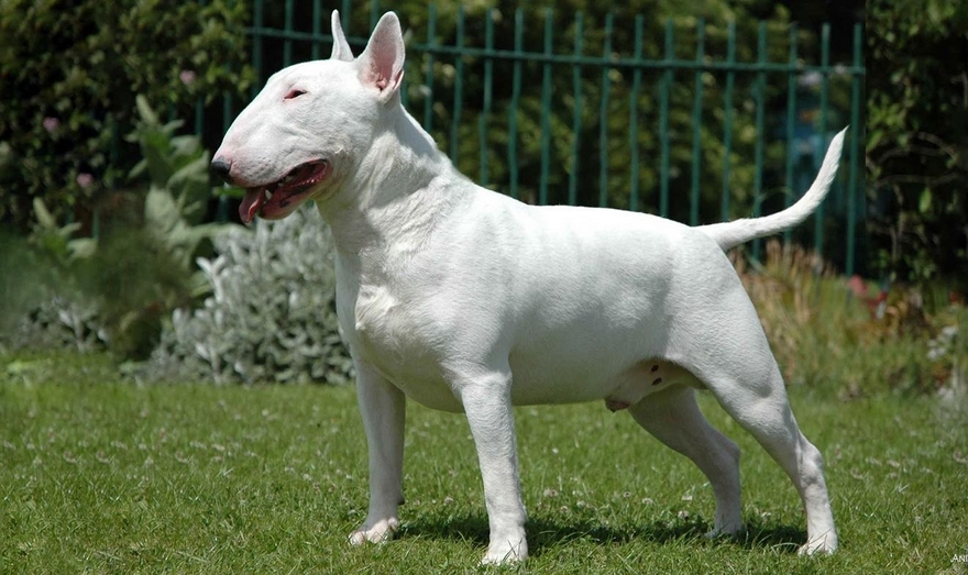 бультерьер, фото из открытых источников