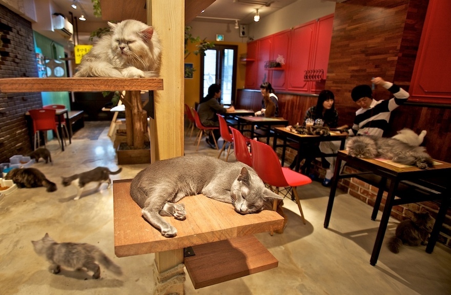 cat-cafe-in-japan