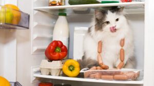 Оптимальные сроки хранения продуктов в холодильнике