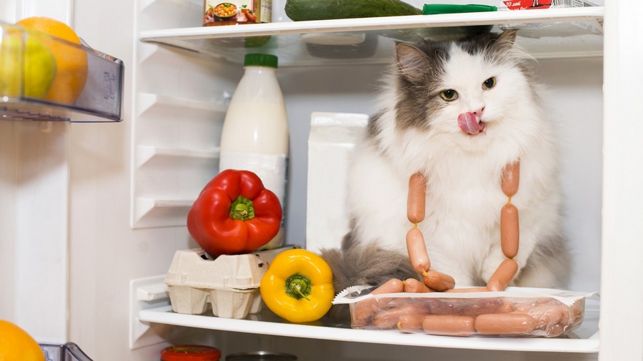Оптимальные сроки хранения продуктов в холодильнике