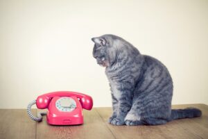 кот и телефон