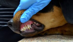 чума у собак