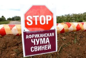 Под Днепром вспышка африканской чумы: вводятся карантинные зоны