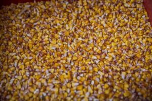 corn-2latifundistcom-72895