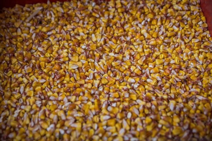 corn-2latifundistcom-72895