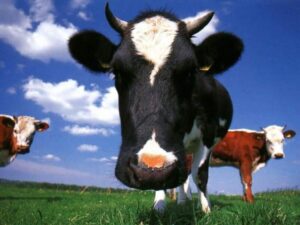 cow