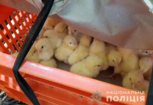 Куриный переполох: с птицефабрики похитили цыплят (фото)