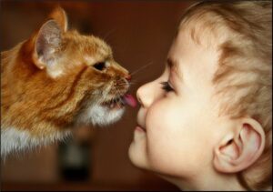 дети и коты