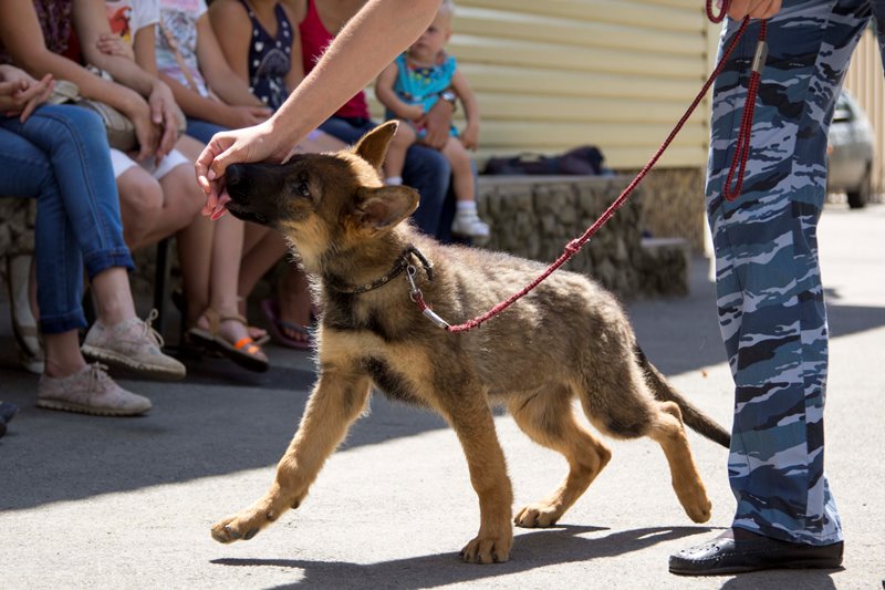 собака, кинолог