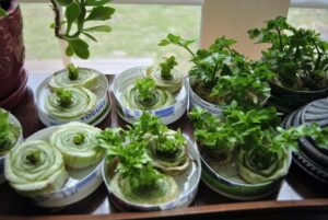 dfy-regrow-kitchen-scraps11