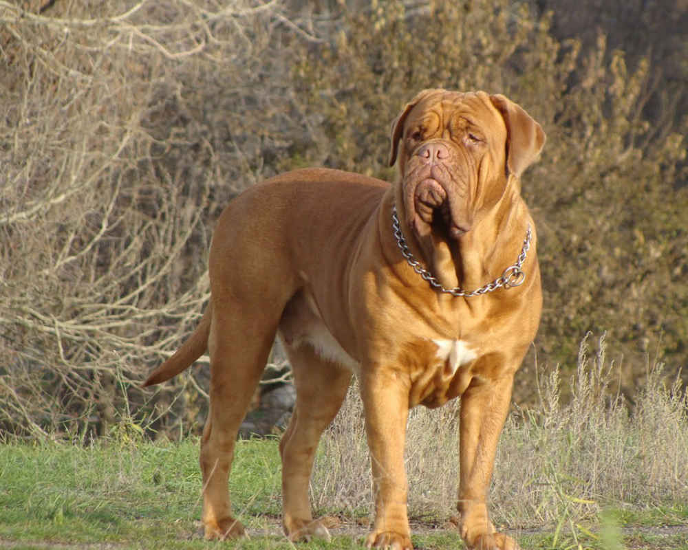 dogue-de-bordeauxs