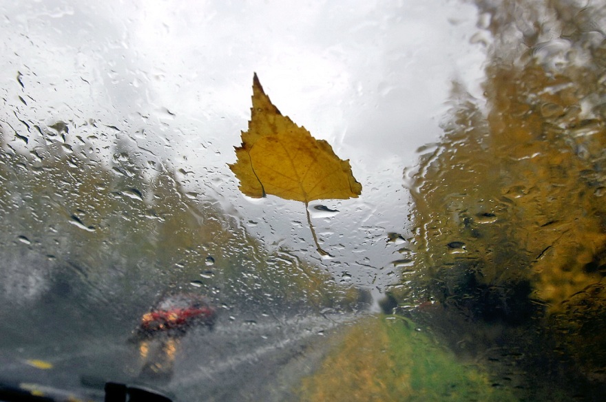 dozhdosen