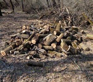 прицеп с древесиной, фото УПД ГУНП