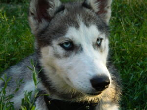 В Днепре ищут пропавшую собаку хаски