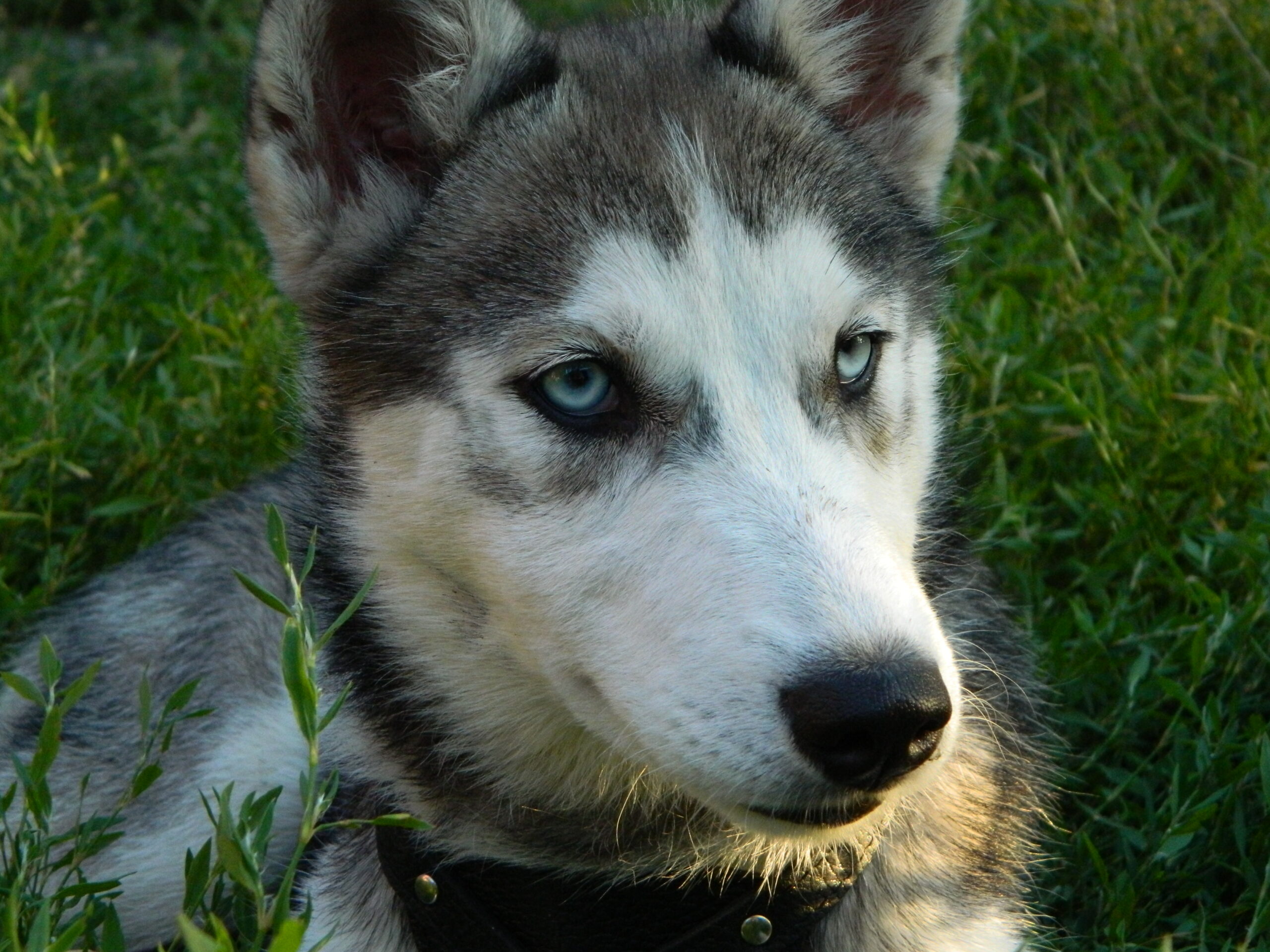 В Днепре ищут пропавшую собаку хаски