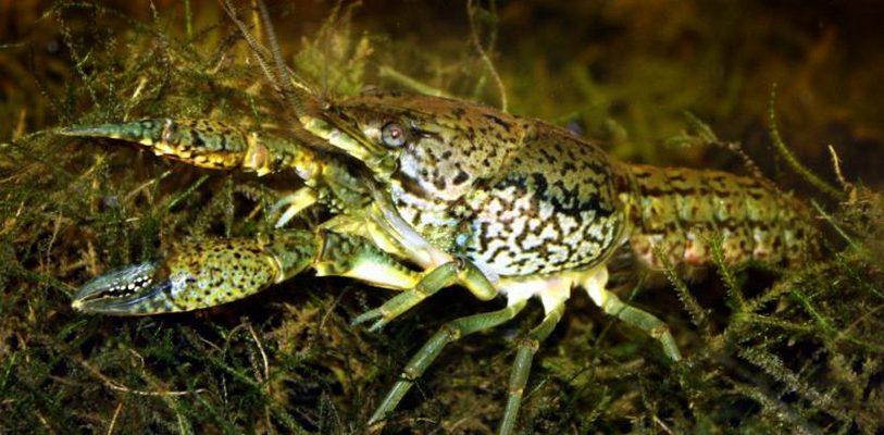 edcb7a883167254fe3274457c4ad7aed-1-730x359