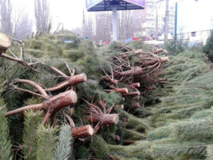 пилить елку