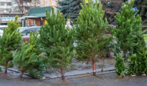 Стало известно, где можно купить живую елку в Днепре (адреса)