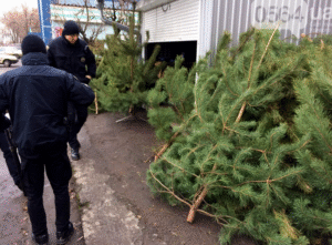 фото 0564, торговля елками