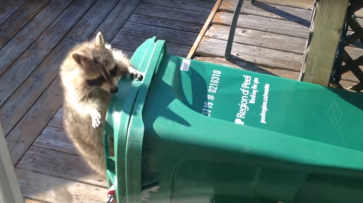 енот и мусорный бак